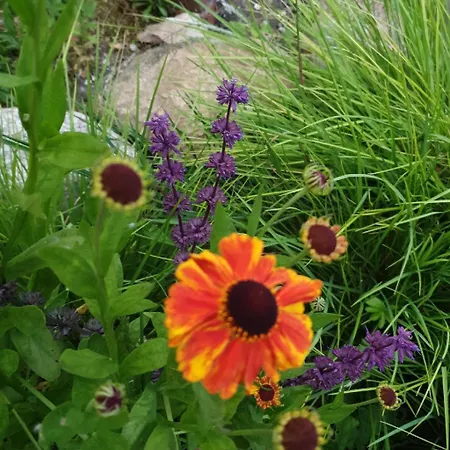 לינה וארוחת בוקר Pegasus *